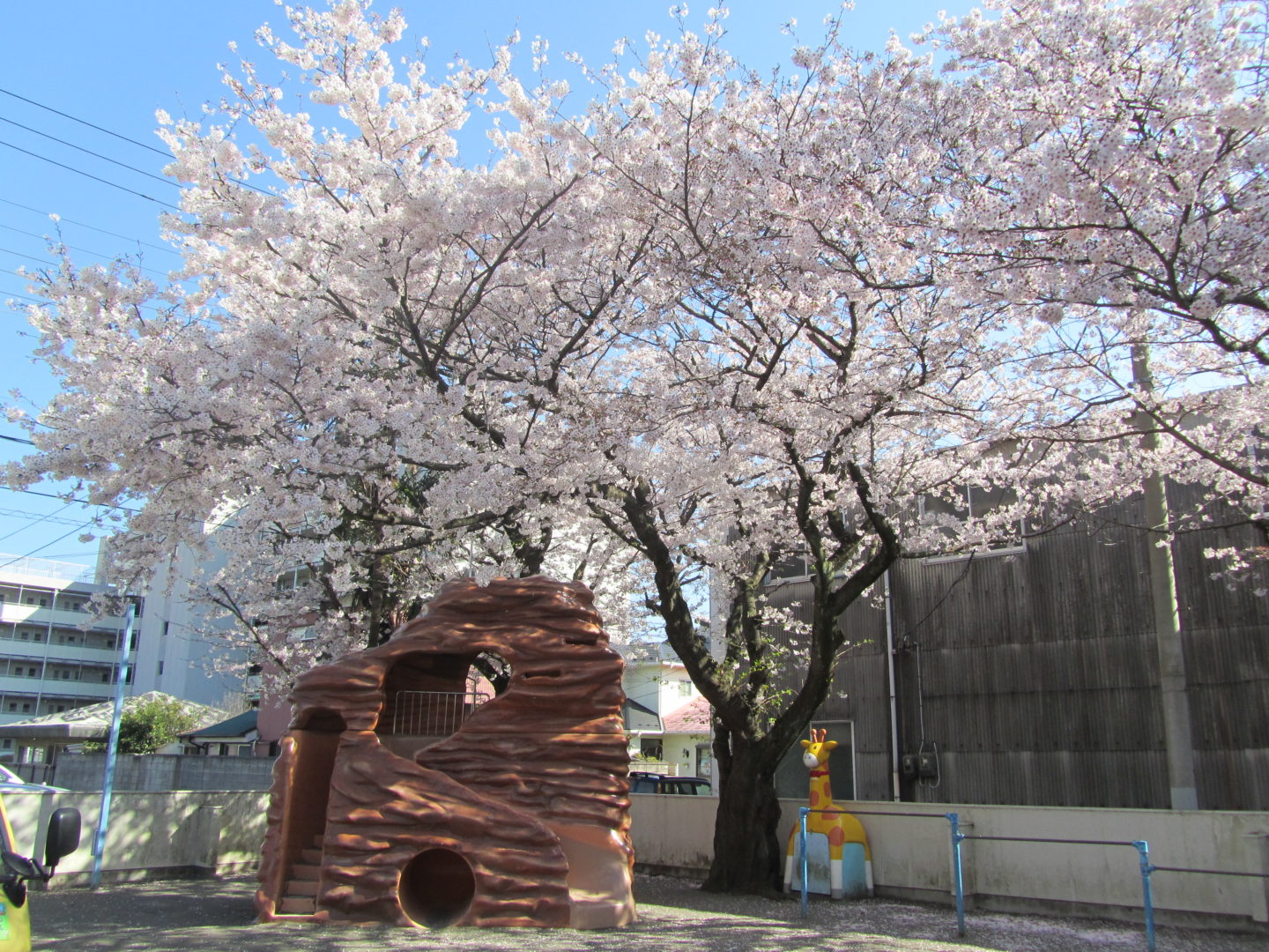 sakura